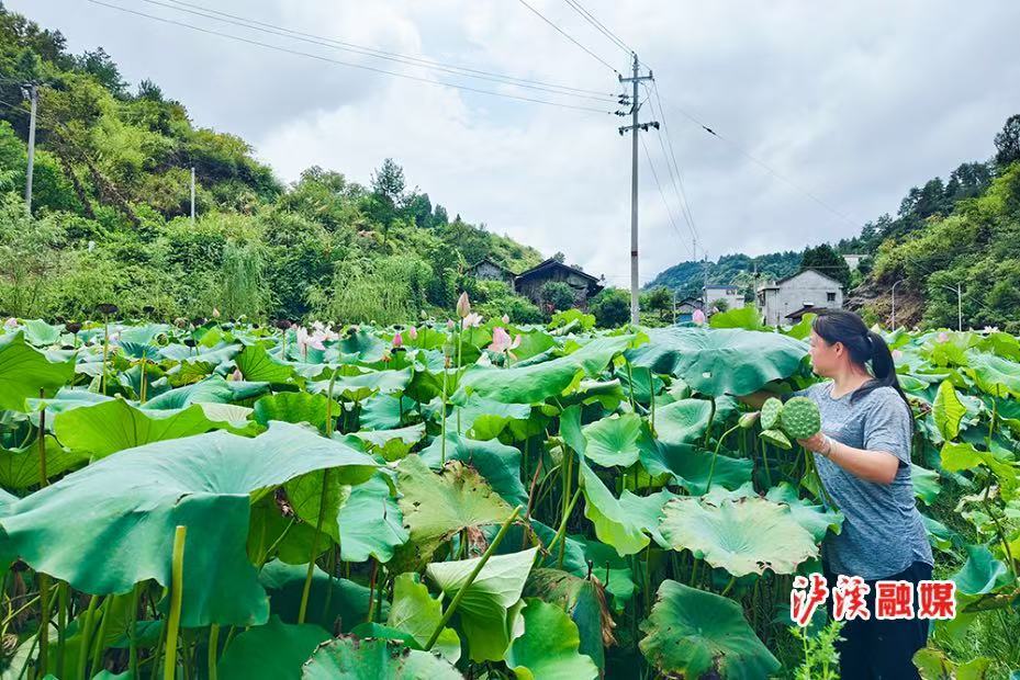 泸溪县白羊溪乡：“荷”美乡村 “莲”通致富路